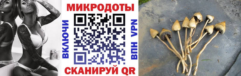 Псилоцибиновые грибы Cubensis Вихоревка